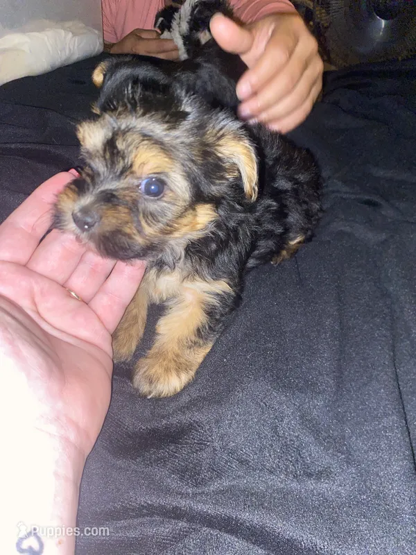 Dexi  – Yorkshire Terrier puppy for sale in Nashville, TN