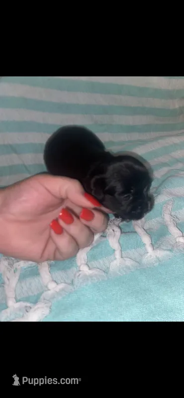 Buckie  – Yorkipoo puppy for sale in Bowling Green, KY