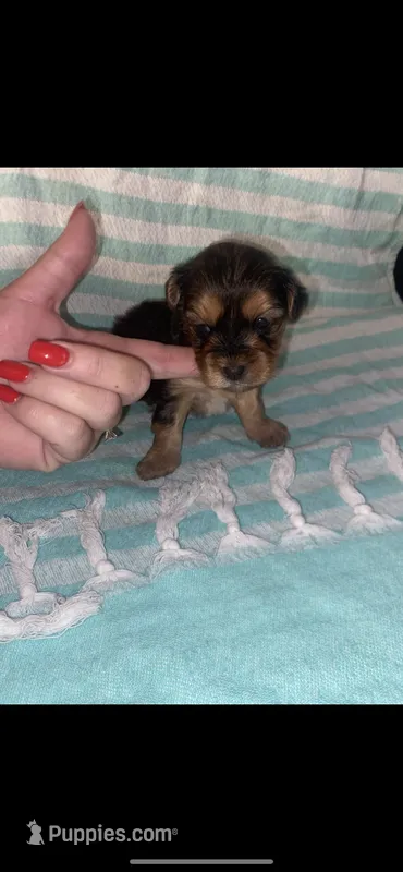 Lilly – Yorkipoo puppy for sale in Bowling Green, KY