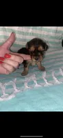 Lilly, a female Yorkipoo for sale in Bowling Green, KY – 1 of 1