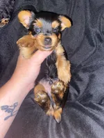 Sammy, a male Yorkshire Terrier for sale in Nashville, TN – 2 of 3