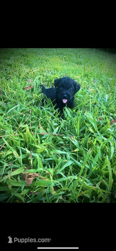 Morkiess  – Yorkshire Terrier puppy for sale in Nashville, TN