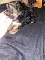 Dexi , a female Yorkshire Terrier for sale in Nashville, TN – 2 of 2