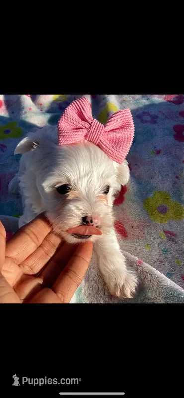 Morkies – Yorkshire Terrier puppy for sale in Nashville, TN