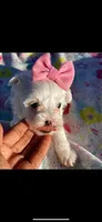 Morkies, a female Yorkshire Terrier for sale in Nashville, TN – 1 of 2