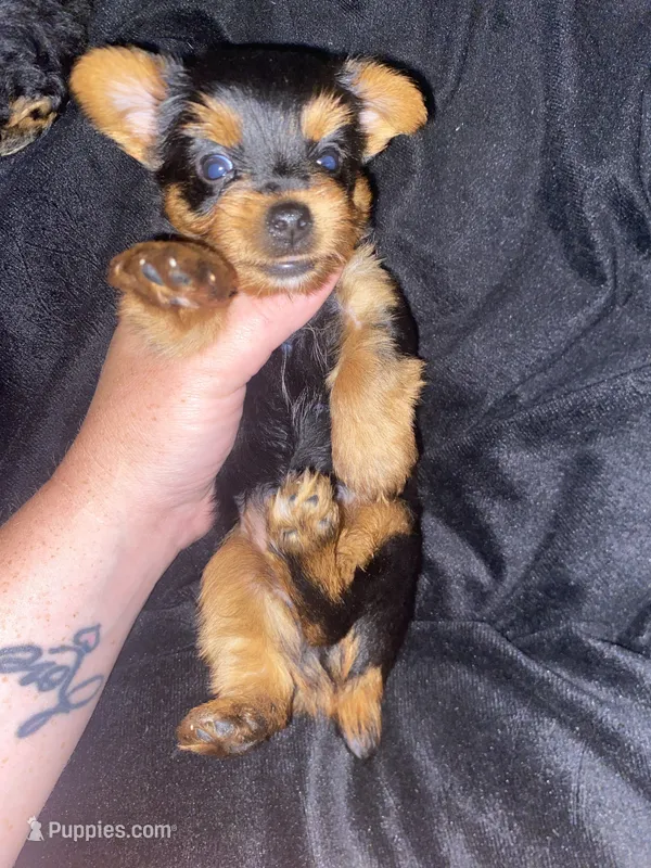 Sammy – Yorkshire Terrier puppy for sale in Nashville, TN