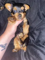 Sammy, a male Yorkshire Terrier for sale in Nashville, TN – 1 of 3