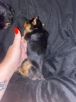 Sammy, a male Yorkshire Terrier for sale in Nashville, TN – 3 of 3