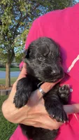 Miss Pink, a female German Shepherd Dog for sale in Marshall, MO – 4 of 4