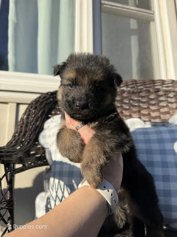 Mr.Black – German Shepherd Dog puppy for sale in Marshall, MO