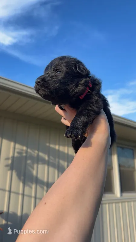 Miss Pink – German Shepherd Dog puppy for sale in Marshall, MO