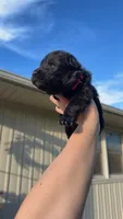 Miss Pink, a female German Shepherd Dog for sale in Marshall, MO – 1 of 4