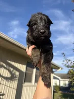 Miss Grey, a female German Shepherd Dog for sale in Marshall, MO – 2 of 3
