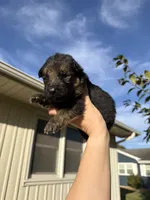 Mr.Black, a male German Shepherd Dog for sale in Marshall, MO – 3 of 4