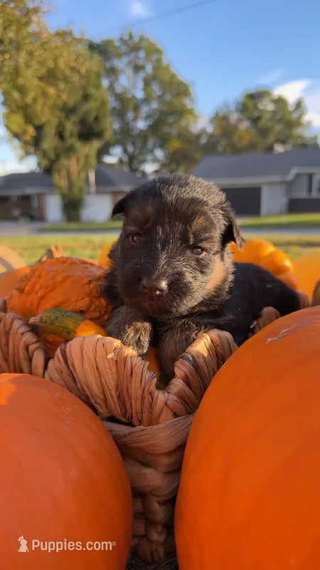 Miss Yellow – German Shepherd Dog puppy for sale in Marshall, MO