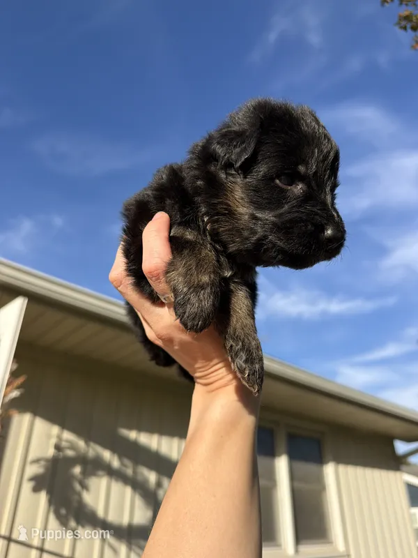 Miss Grey – German Shepherd Dog puppy for sale in Marshall, MO