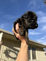 Miss Grey, a female German Shepherd Dog for sale in Marshall, MO – 1 of 3