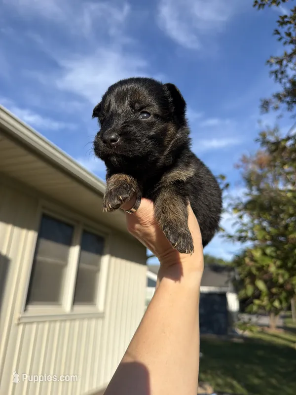 Miss Light Blue – German Shepherd Dog puppy for sale in Marshall, MO