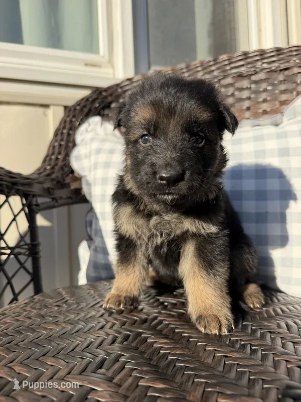 Mr. Orange – German Shepherd Dog puppy for sale in Marshall, MO