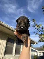 Mr.Black, a male German Shepherd Dog for sale in Marshall, MO – 2 of 4