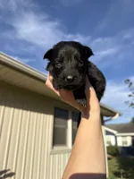 Mr.Red, a male German Shepherd Dog for sale in Marshall, MO – 3 of 5