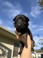 Miss Light Blue, a female German Shepherd Dog for sale in Marshall, MO – 3 of 3
