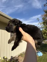 Mr. Dark Blue, a male German Shepherd Dog for sale in Marshall, MO – 2 of 3