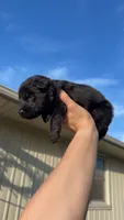 Miss White, a female German Shepherd Dog for sale in Marshall, MO – 1 of 3
