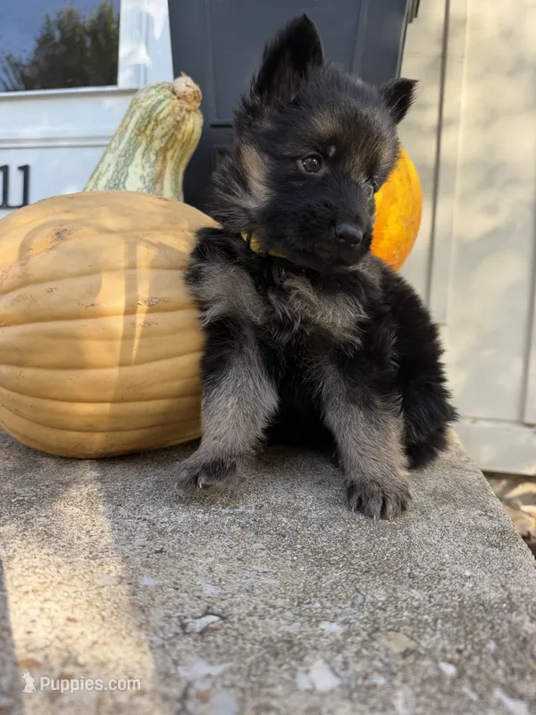 Miss Yellow – German Shepherd Dog puppy for sale in Marshall, MO