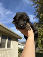 Mr. Orange, a male German Shepherd Dog for sale in Marshall, MO – 2 of 4