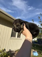 Mr.Black, a male German Shepherd Dog for sale in Marshall, MO – 4 of 4