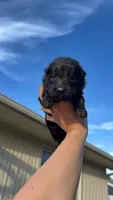 Miss Pink, a female German Shepherd Dog for sale in Marshall, MO – 2 of 4