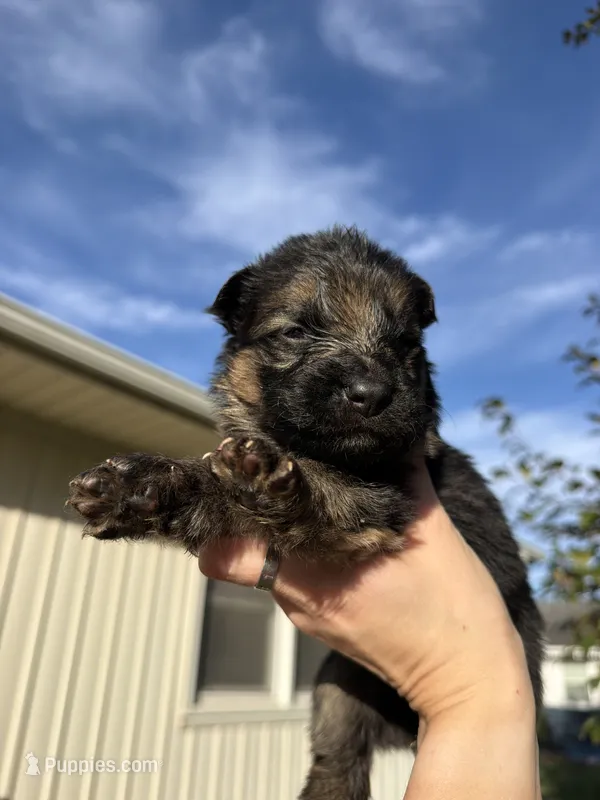 Mr.Black – German Shepherd Dog puppy for sale in Marshall, MO