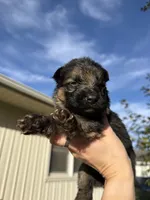 Mr.Black, a male German Shepherd Dog for sale in Marshall, MO – 1 of 4