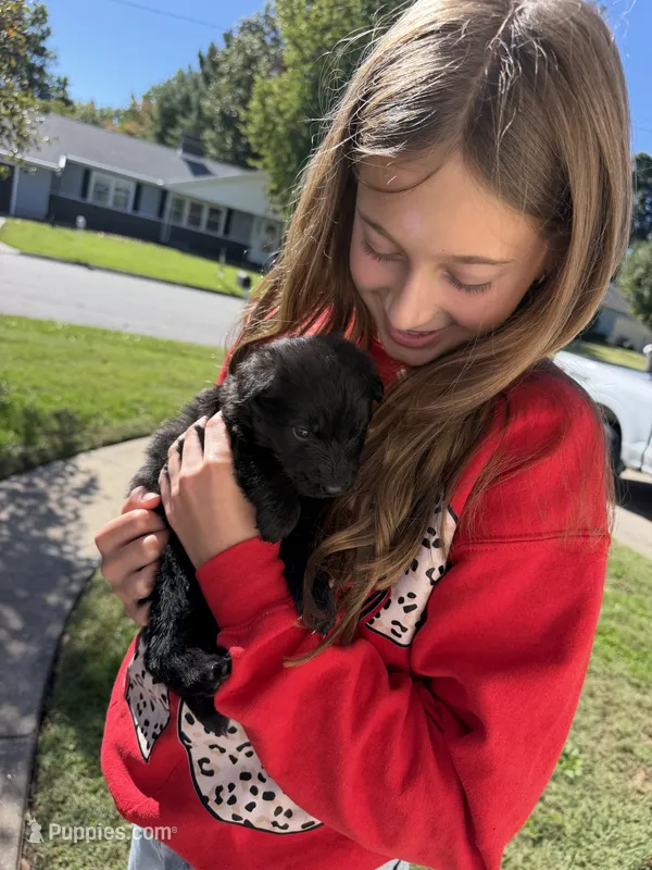 Miss White – German Shepherd Dog puppy on hold in Marshall, MO