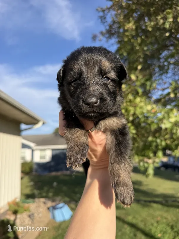 Mr. Dark Blue – German Shepherd Dog puppy for sale in Marshall, MO