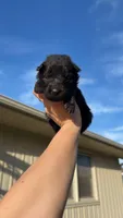 Miss White, a female German Shepherd Dog for sale in Marshall, MO – 3 of 3