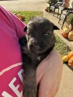 Mr. Green, a male German Shepherd Dog for sale in Marshall, MO – 2 of 3