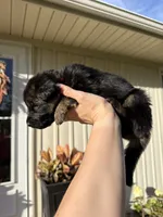 Mr. Orange, a male German Shepherd Dog for sale in Marshall, MO – 4 of 4