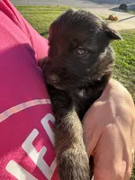 Mr. Green, a male German Shepherd Dog for sale in Marshall, MO – 3 of 3
