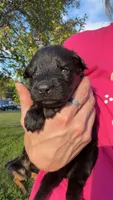 Miss White, a female German Shepherd Dog for sale in Marshall, MO – 2 of 3