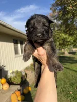 Mr. Green, a male German Shepherd Dog for sale in Marshall, MO – 1 of 3