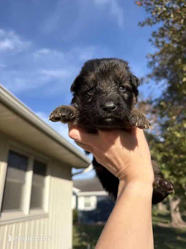 Mr. Orange – German Shepherd Dog puppy for sale in Marshall, MO