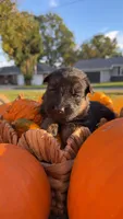 Miss Yellow, a female German Shepherd Dog for sale in Marshall, MO – 1 of 1
