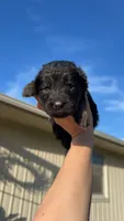 Miss Purple, a female German Shepherd Dog for sale in Marshall, MO – 2 of 2