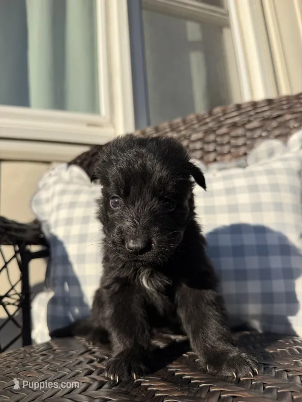 Mr.Red – German Shepherd Dog puppy for sale in Marshall, MO