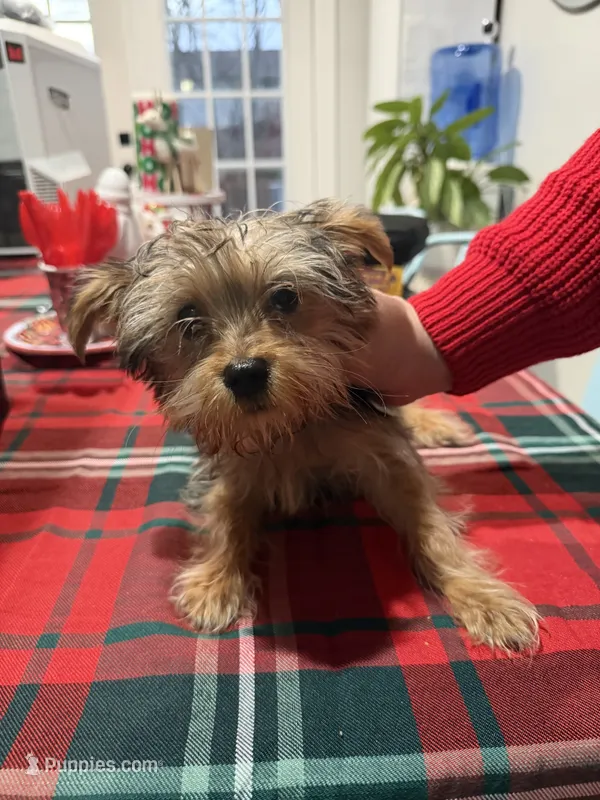 Male Yorkie