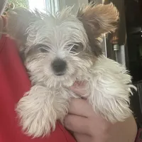 Zoe , a female Yorkshire Terrier for sale in Cullman, AL – Photo 5 of 7