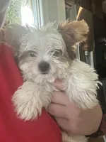 Zoe , a female Yorkshire Terrier for sale in Cullman, AL – Photo 5 of 7