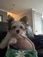 Zoe , a female Yorkshire Terrier for sale in Cullman, AL – Photo 4 of 7